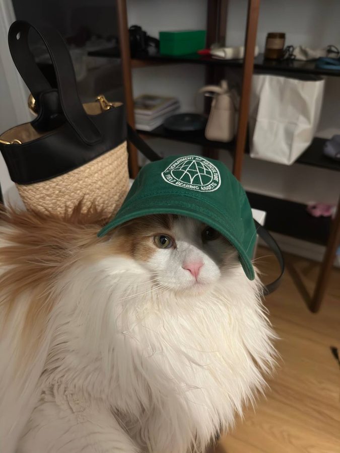 Cat wearing the DOA hat