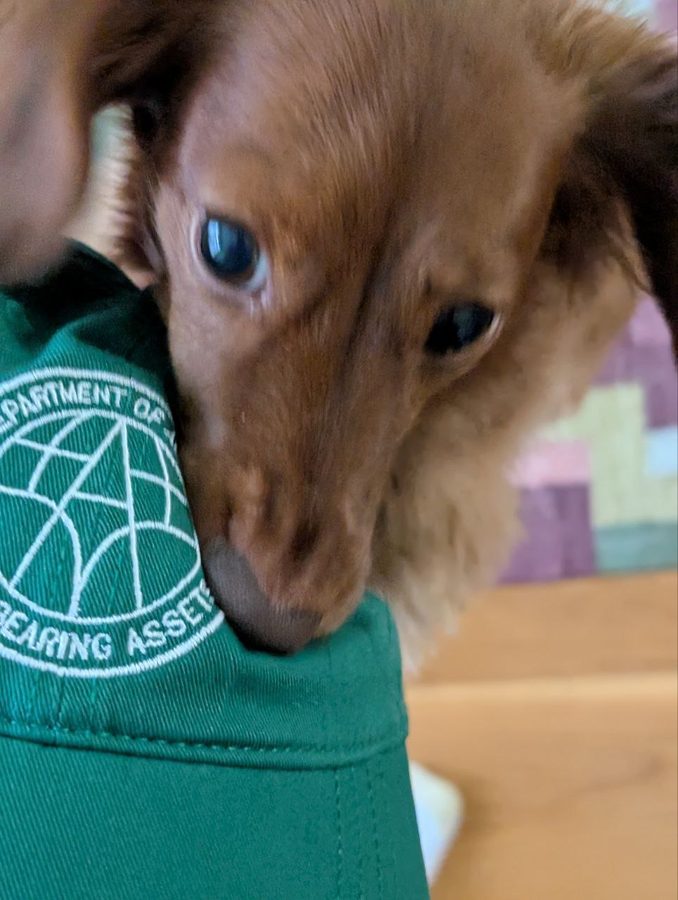Dachshund close-up with hat